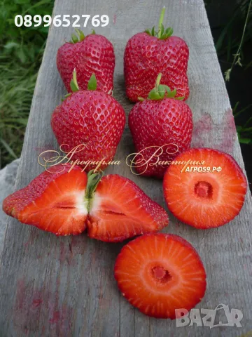 Ягода Априка и ягода Азия. , снимка 2 - Разсади - 49667525