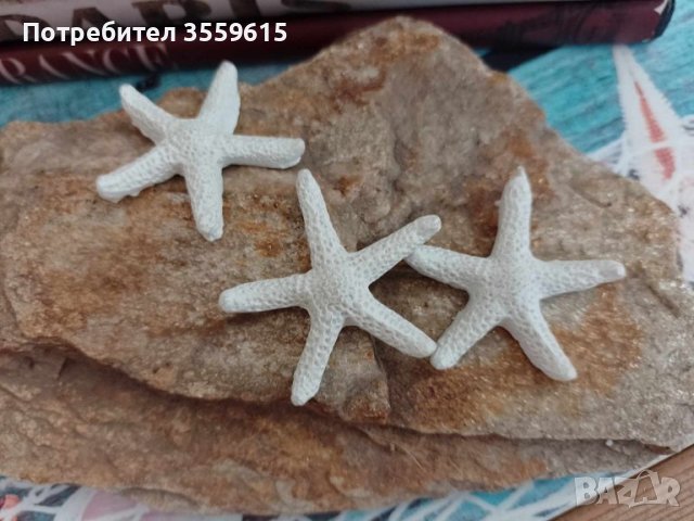 морски звезди от Червено море, снимка 2 - Други - 41347110