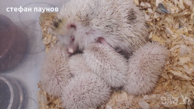 Таралежчета различни цветове, снимка 3 - Таралеж - 36048213