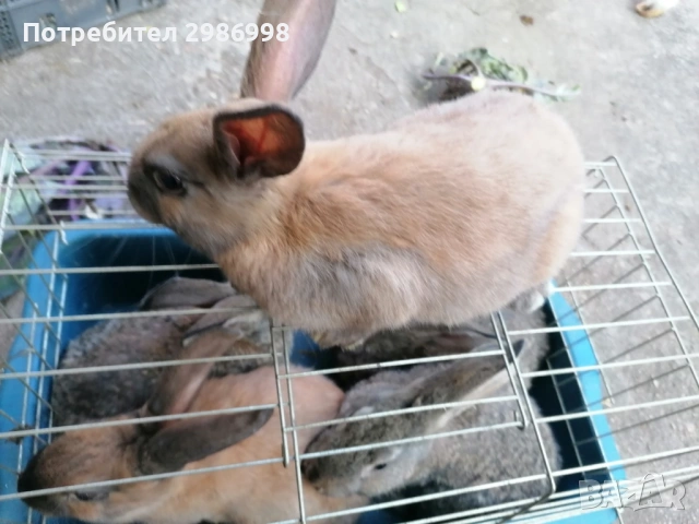 Млади зайчета, снимка 4 - Други животни - 53742106