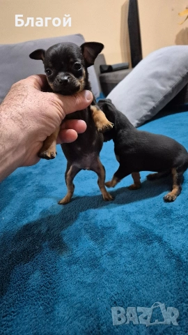 Мини Пинчери, снимка 7 - Пинчер - 53685177