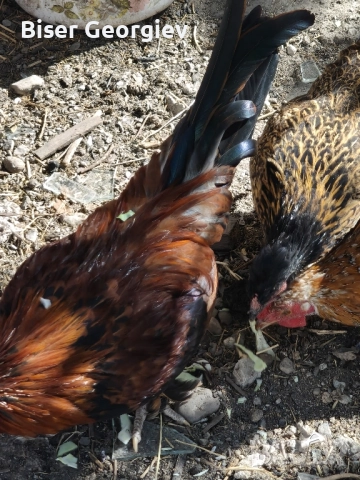 джинки различни цветове млади мъжки и женски , снимка 3 - За птици - 51853244