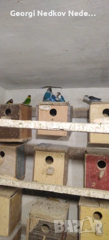 Продавам маскови неразделки, снимка 5 - Папагали - 50566248