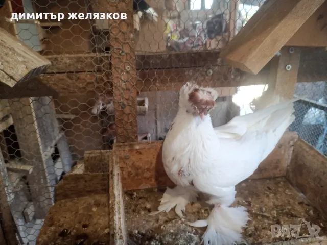 Гълъби демкежи, снимка 7 - Гълъби - 49071204