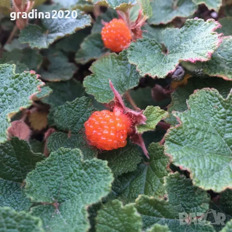 Пълзяща къпина Creeping Bramble, снимка 5 - Разсади - 48346596