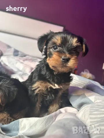 Мини йрки, снимка 3 - Йоркширски териер - 48544142