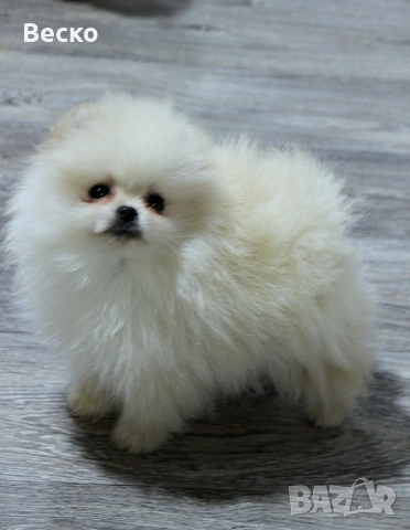 Померан мини мъжки , снимка 8 - Померан - 53768383