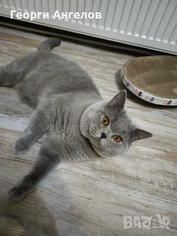 ЧИСТОКРЪВЕН МЪЖКИ БРИТАНЕЦ ЗА РАЗПЛОД, снимка 7 - Британска късокосместа - 48316235