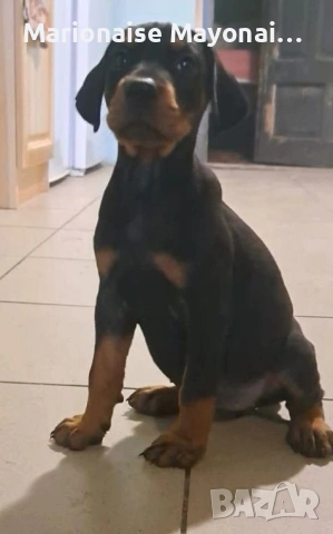Doberman....     Orgineel...., снимка 2 - Доберман - 53849708