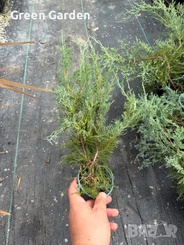 СРЕБРИСТА ХВОЙНА – Juniperus , снимка 3 - Градински цветя и растения - 56106977