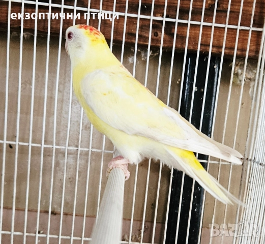 Продавам 3 двойки Пойни папагали , снимка 8 - Папагали - 52678971