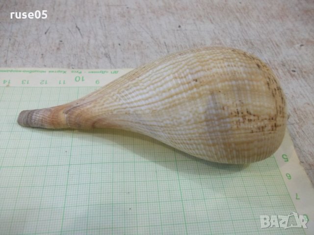 Раковина - 17, снимка 10 - Други ценни предмети - 34640957