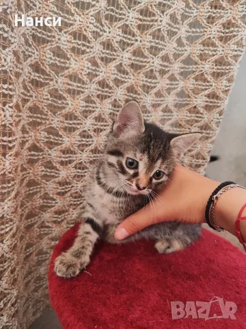 Подарявам 3 малки котета, снимка 7 - Други - 55753064