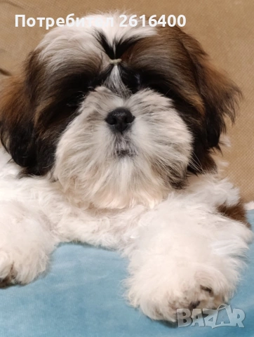 момче и момиче Ши Тцу, снимка 2 - Ши Тцу - 53187515