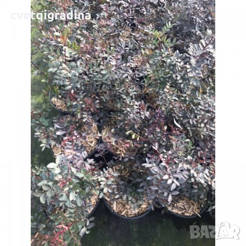 Мастиково дърво Pistacia, снимка 2 - Градински цветя и растения - 35714682