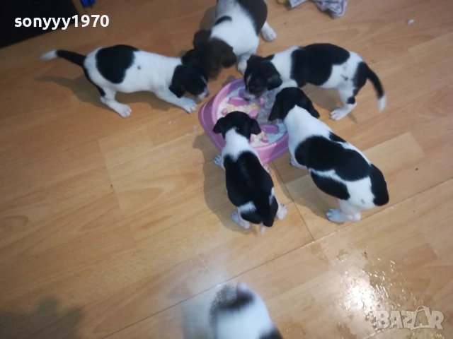 КУТРЕТА ДЖАК РЪСЕЛ 2009250434, снимка 7 - Джак ръсел териер - 51774625