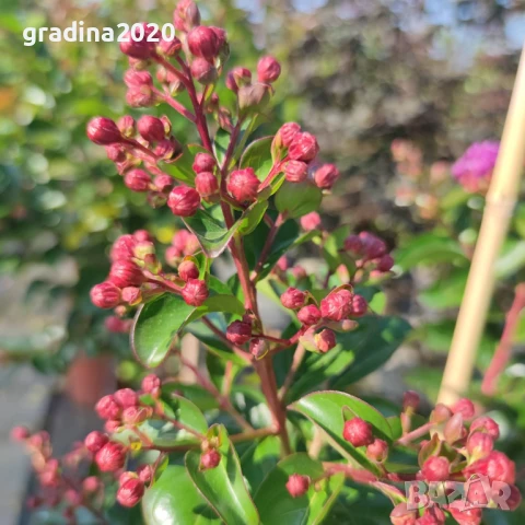 Лагерстремия -индийски люляк , снимка 3 - Градински цветя и растения - 45845737