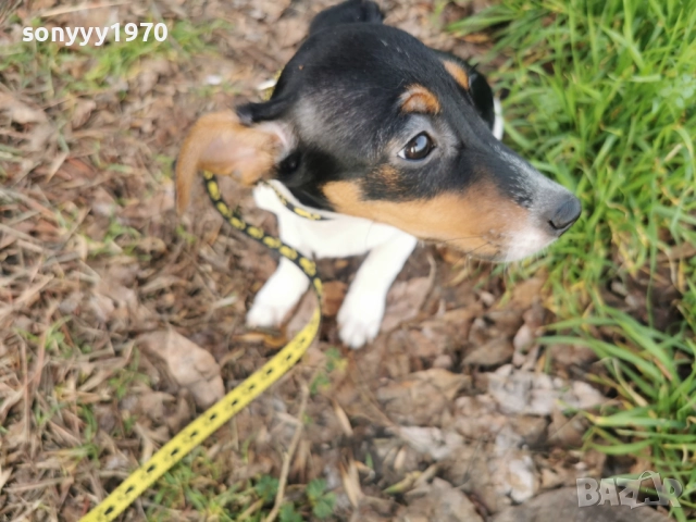 ДЖАК РЪСЕЛ-ЖЕНСКО КУТРЕ 0912251848, снимка 3 - Джак ръсел териер - 52711820