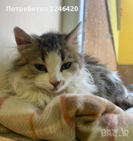 4/5-месечно момиченце търси дом!, снимка 5 - Други - 52978378