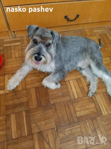 Продавам мъжки шнауцер с родословие , снимка 5 - Други - 53256706