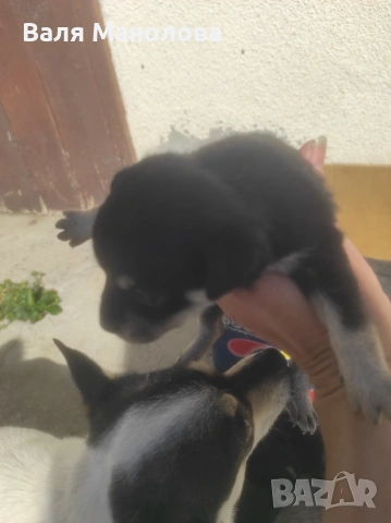 Кученца, снимка 6 - Други - 53794793