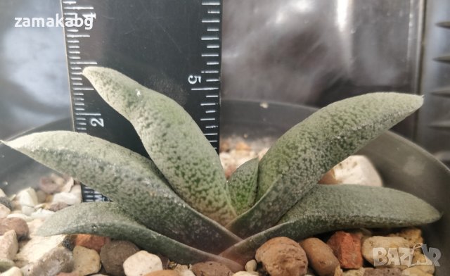 Гастерия (Gasteria Glomerata), вкоренено сукулентно растение, снимка 1