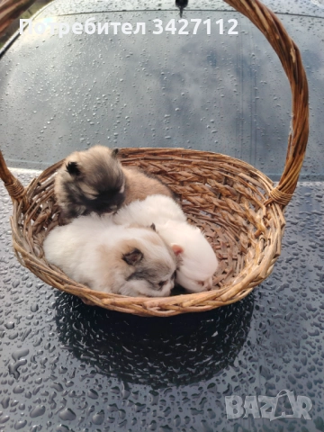 Померански шпиц, снимка 3 - Померан - 52670369