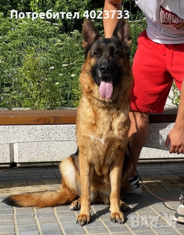 Елитни немски овчарки, снимка 15 - Немска овчарка - 51923395