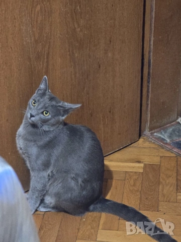 Подарявам красива котка