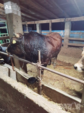 Продавам телета