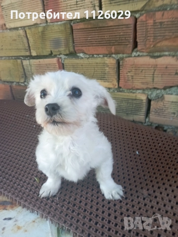 Мини мактийска болонка на 5 месеца , снимка 1