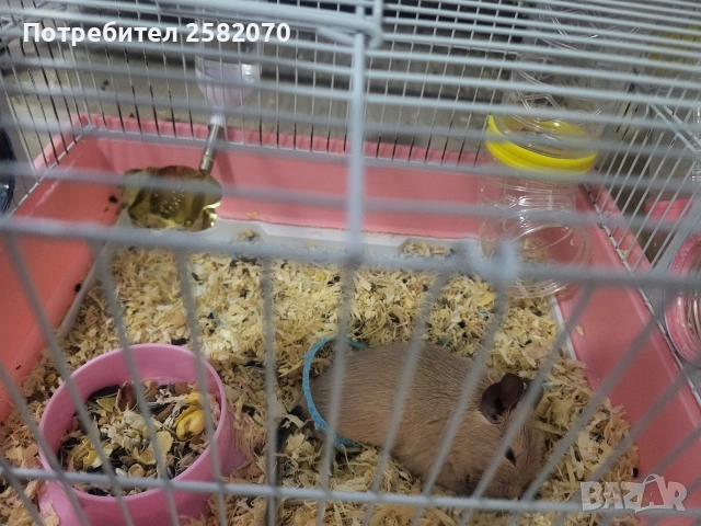 подарявам катерица дегу