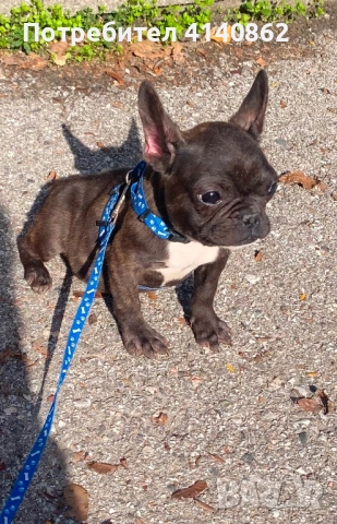 Френски Булдок на 6 месеца, снимка 4 - Френски булдог - 52893292