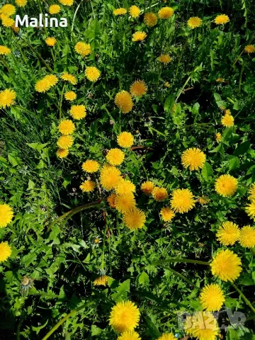 Домашен мехлем от глухарчета , снимка 4 - Домашни продукти - 45163276