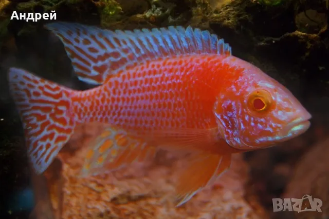 аулонокара фаер фиш