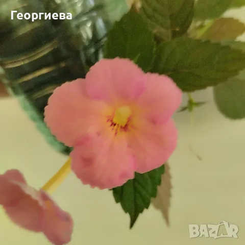 ахименес три вида