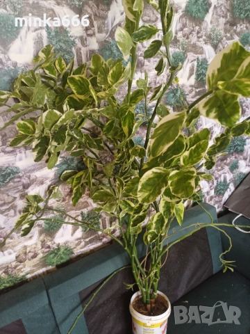 Голяма еуфобрия педилантус