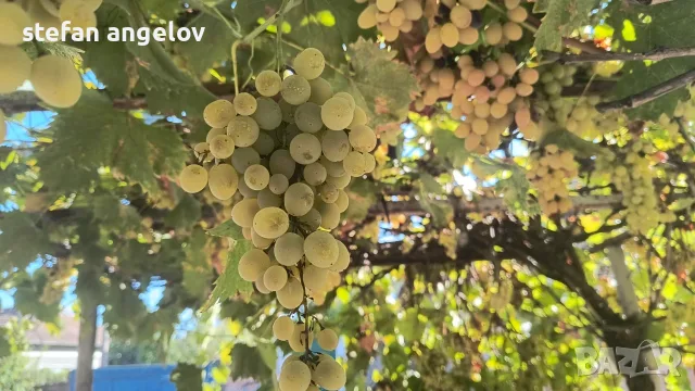 Грозде различни сортове 