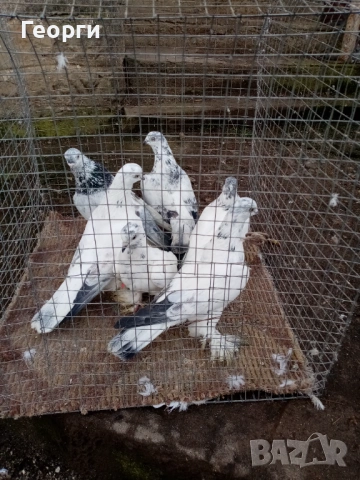 Гащати Унгарци , снимка 3 - други­ - 53283861