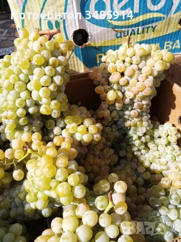 Грозде, снимка 1