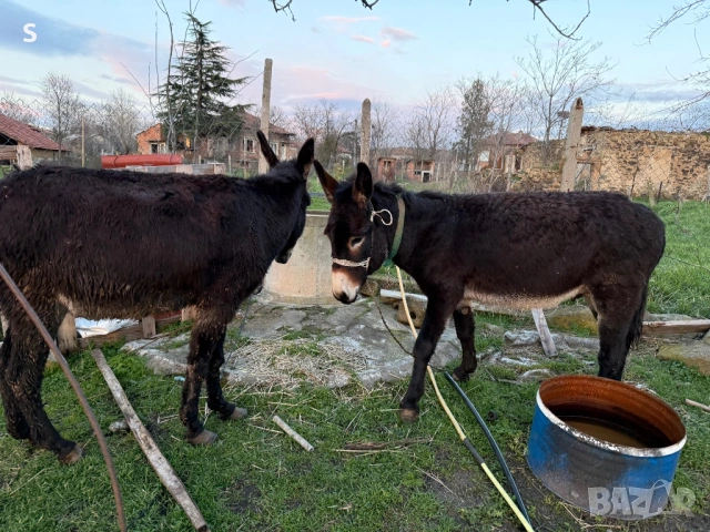 Продавам магарета, снимка 2 - Други - 53748446