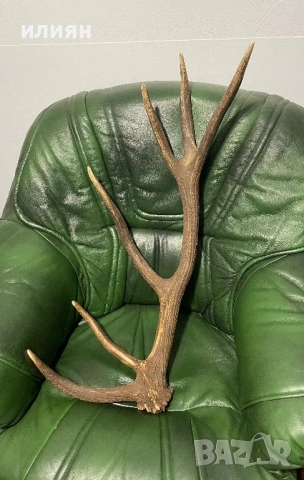 Рог елен 2, снимка 4 - Други ценни предмети - 53857319