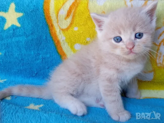 Сибирче, сибирска котка, сибирски котенца, сибирско коте, хипоалергично, момче крем, снимка 3 - Сибирски - 56181080