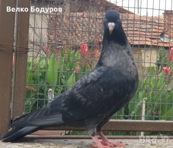 Пазарджишки високо летци. 