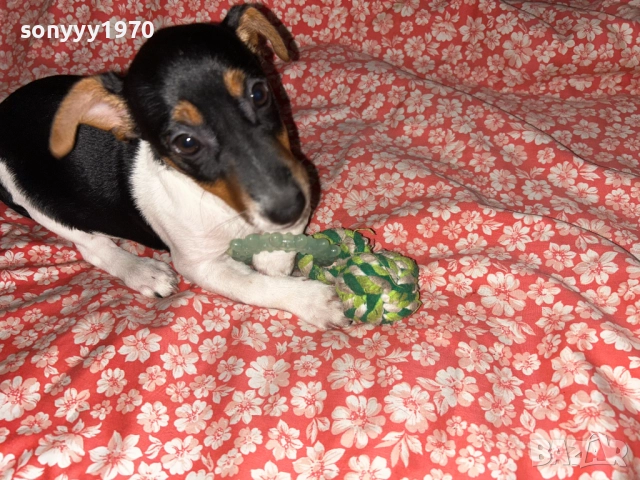 джак ръсел териер-бебе 0712250901