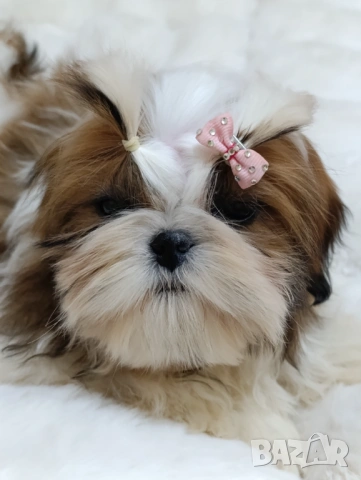 Бебе Ши Тцу /SHIH TZU baby