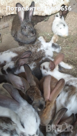 Продавам зайци, снимка 4 - Други - 53769544