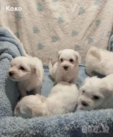 малтезери/Малтийска болонка 