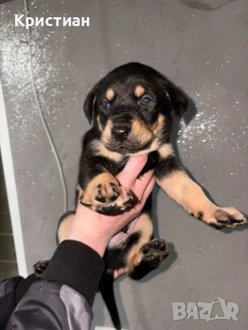 Продавам Чистокръвни Добермани , снимка 9 - Доберман - 53694238