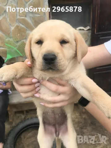 Чистокръвни лабрадори , снимка 12 - Лабрадор ретривър - 49943595